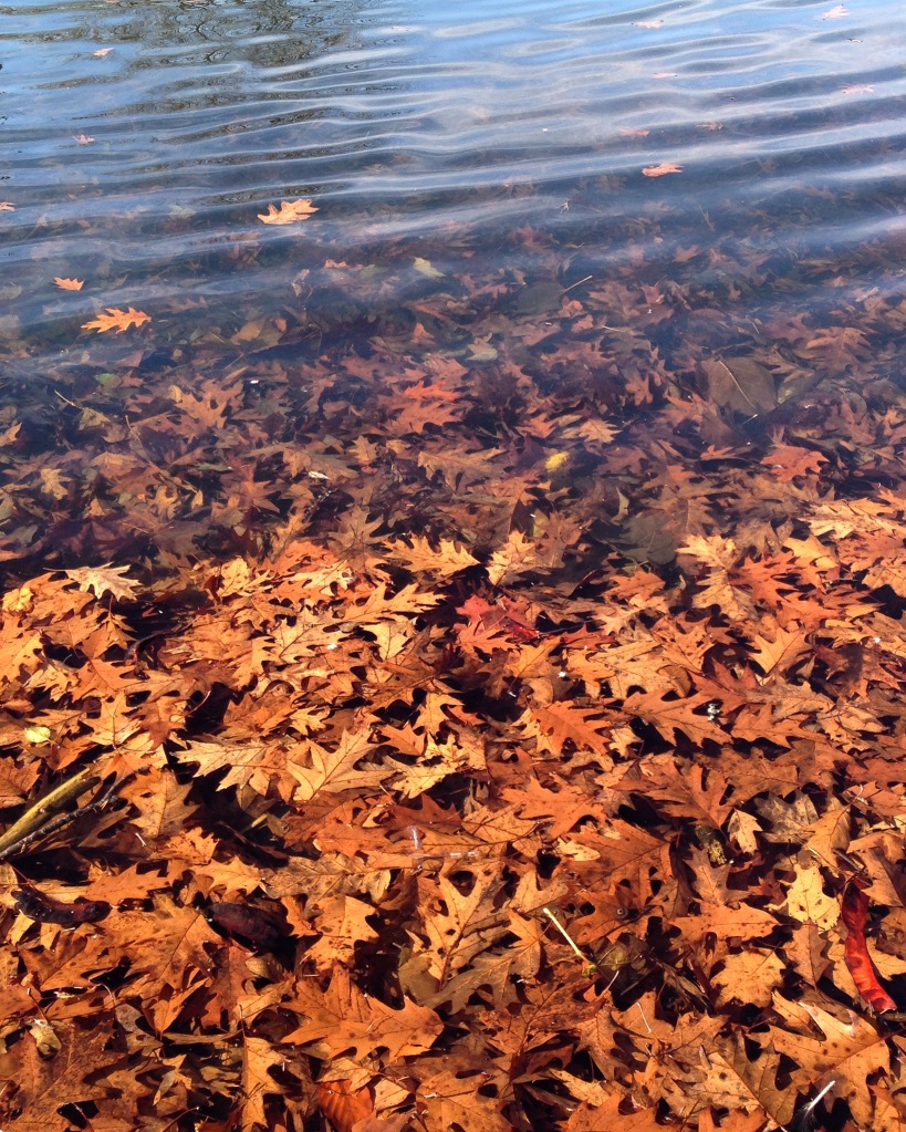 Leaves in the Water, Whetstone Park, November 2015